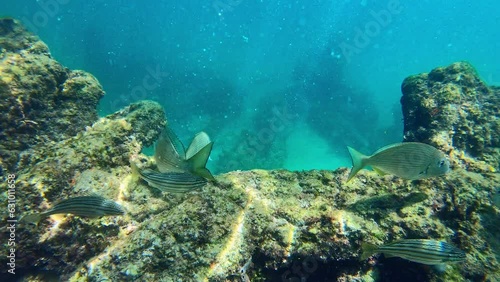 Fish at the Omeo Wreck at Coogee Beach. Perth, Western Australia. photo