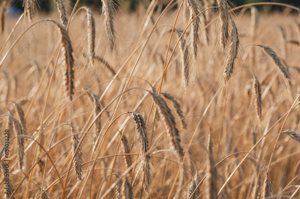 Fototapeta premium żyto