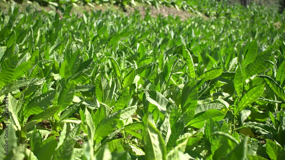 Tobacco Plantation on the Slopes of Mount Sindoro, Indonesia. Tobacco Plantation on the Slopes of Mount Sindoro, Indonesia.