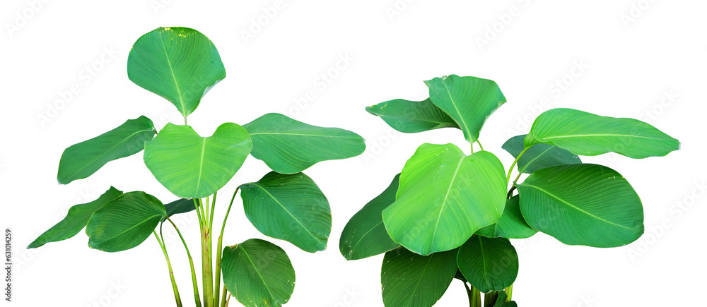the tropical green leaves isolated the tropical green leaves isolated
