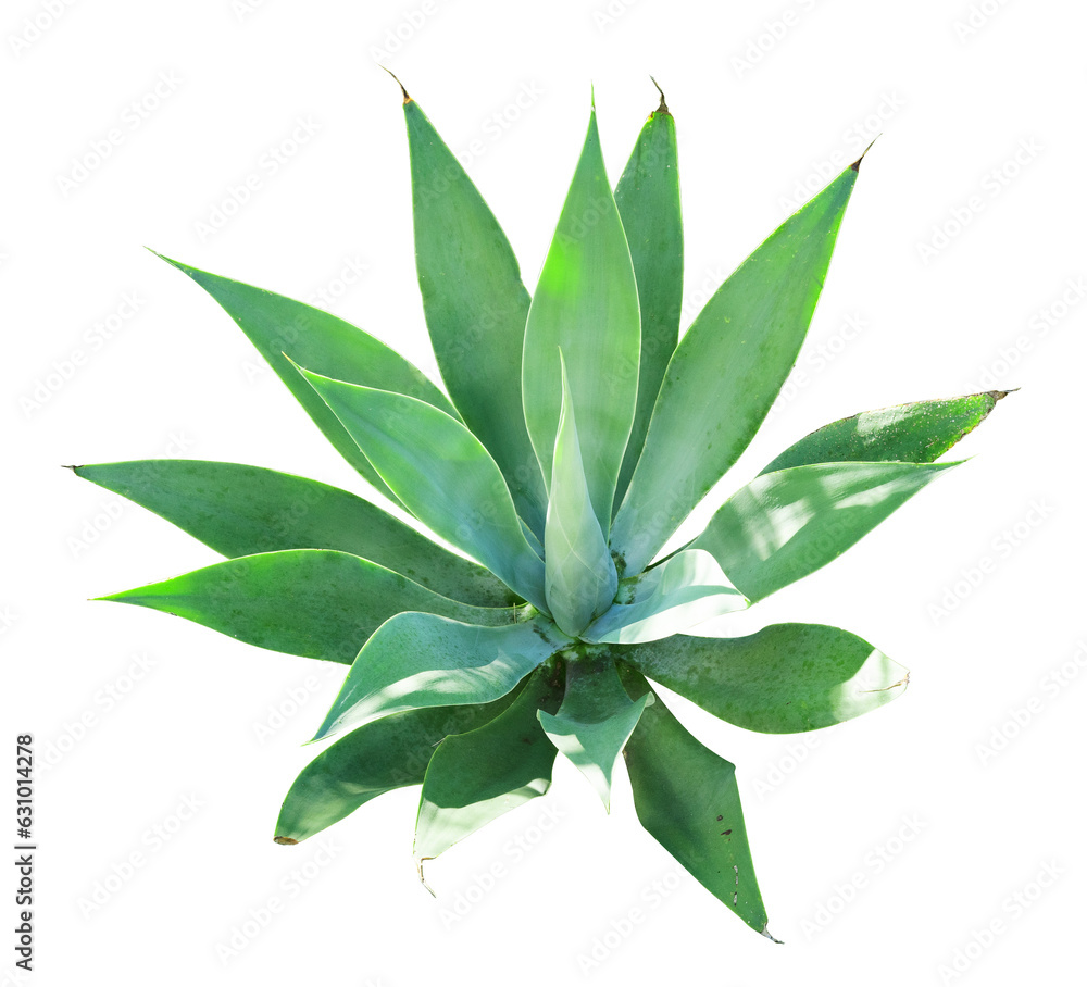 exotic potted garden plant isolated