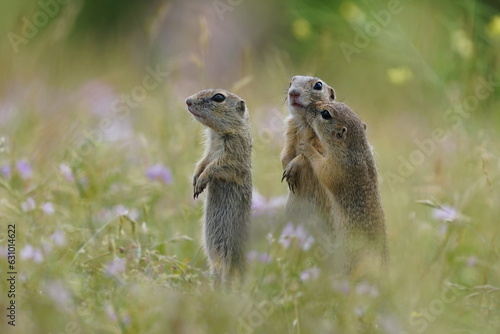 Three young ground squirrels pose in the grass. Spermophilus citellus