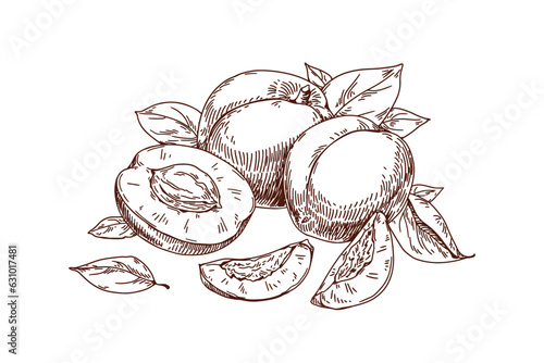 Outlined apricot drawing in detailed vintage style. Contoured hand-drawn etch...