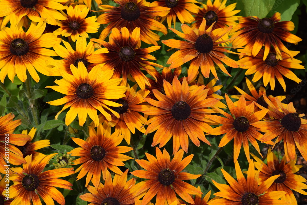 Gelbe Blumenpflanzung Gelbe Blumenpflanzung