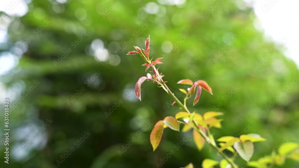 A cinematic Macro shot of beautiful tiny thorns on the fresh green stem of a rose plant at the house terrace garden with the leaves A cinematic Macro shot of beautiful tiny thorns on the fresh green stem of a rose plant at the house terrace garden with the leaves