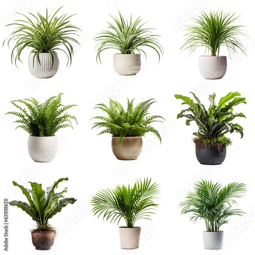 Set of potted houseplants isolated on solid white background