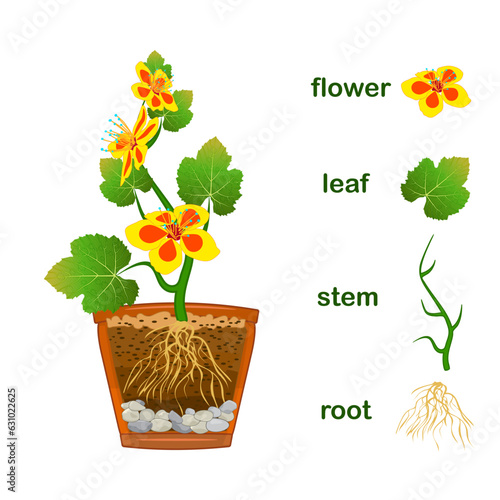 Parts of plant. Scheme with titles of plant part with green leaves, yellow flowers, stem and root system isolated on white background. Diagram for botany education. Stock vector illustration