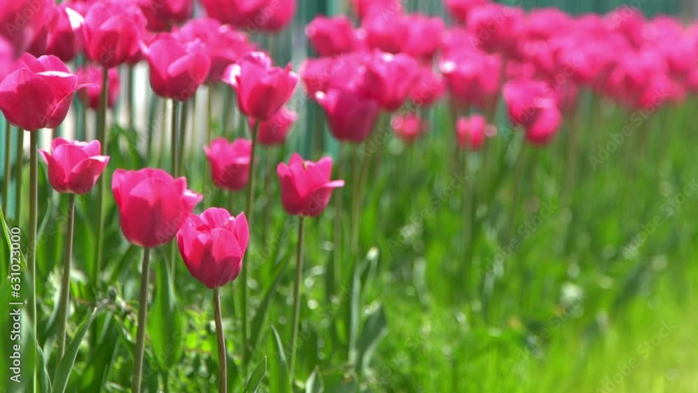 Pink tulips bloom in spring. Blur bokeh. Tulip flower nature. Floral background. Botanical garden. Flowering buds. Blooming mood. Beautiful aesthetic petal plant. The swaying of the wind. Sunny day. Pink tulips bloom in spring. Blur bokeh. Tulip flower nature. Floral background. Botanical garden. Flowering buds. Blooming mood. Beautiful aesthetic petal plant. The swaying of the wind. Sunny day.