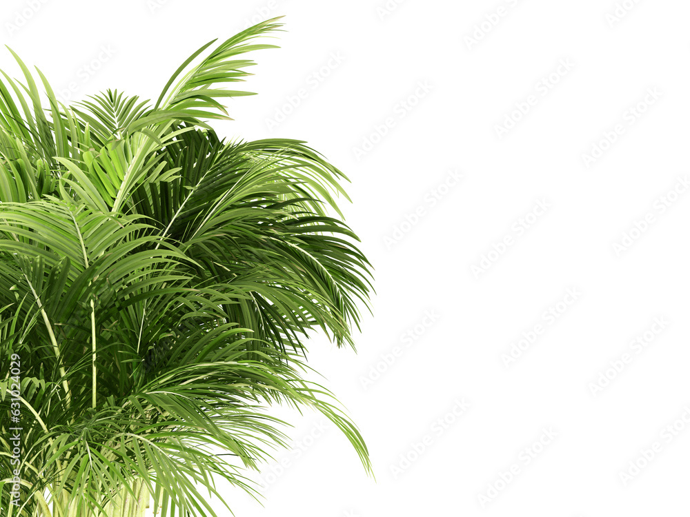 Green palm tree isolated on white