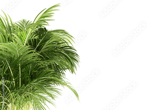 Green palm tree isolated on white © D85studio