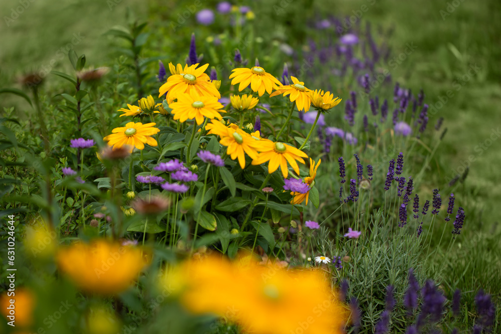 Obraz premium trawnik i łąka kwietna z bylin, rudbekie, jeżówki, flower meadow and lawn 
