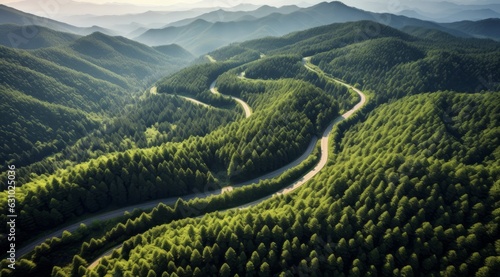 Aerial aerial road winding path forest tree canopy