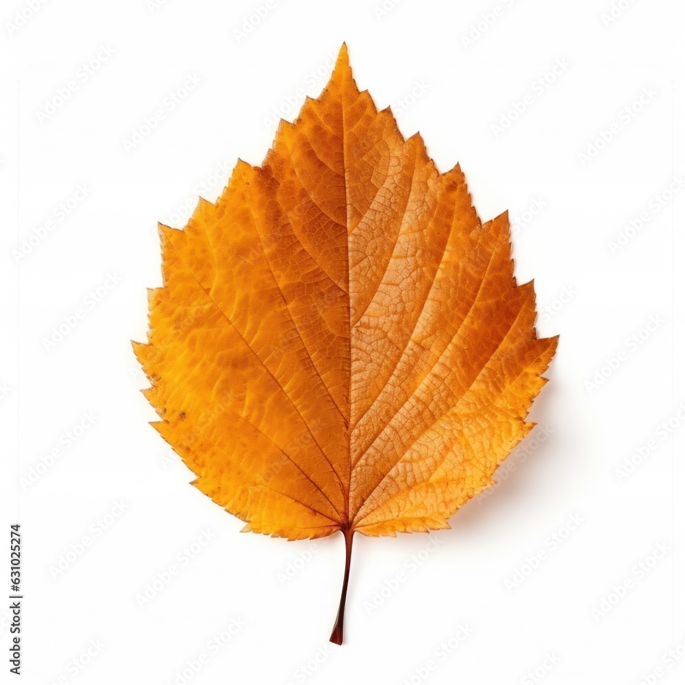 Autumn falling leaf isolated Autumn falling leaf isolated