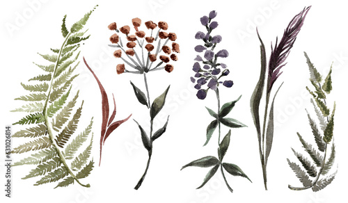 set of meadow withering herbs and autumn flowers: dusty green fern, dark purple flower and burgundy inflorescence, brown ear.hand drawn watercolor image for your design © Tatyana