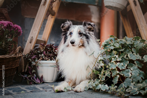Sheltie dog in the city. Travel with pet. Shetland sheepdog. Dog on the background of architecture. Old city