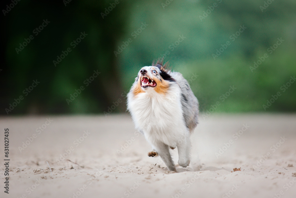 Shetland Sheepdog. Dog portrait outdoor