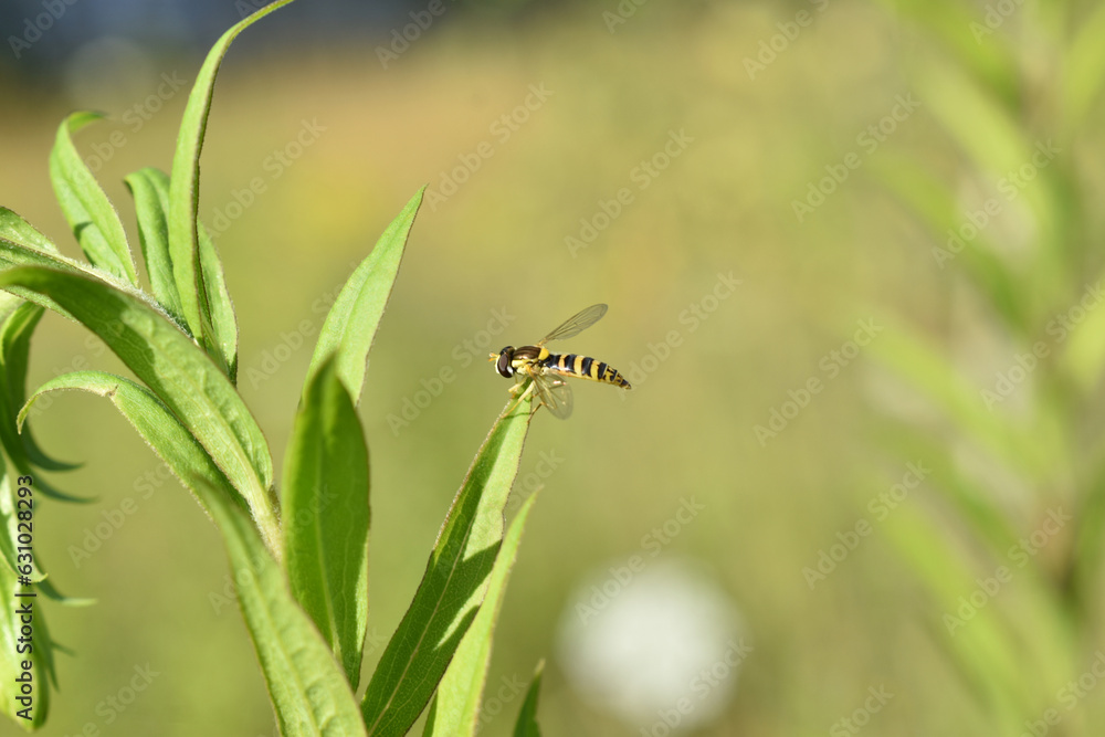 Hoverfly fly on the grass, side view. Hoverfly fly on the grass, side view.