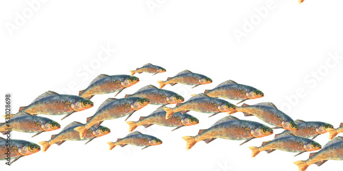 Obraz na plátně Watercolor shoal fishes isolated on white background