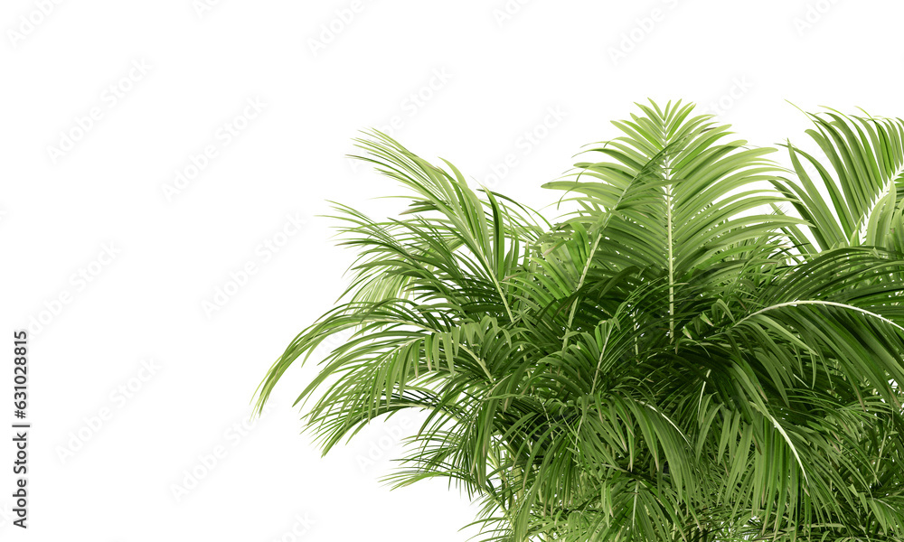 Obraz premium Palm leaf isolated on white