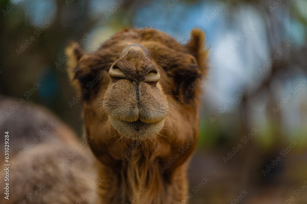 Obraz premium portrait of a camel