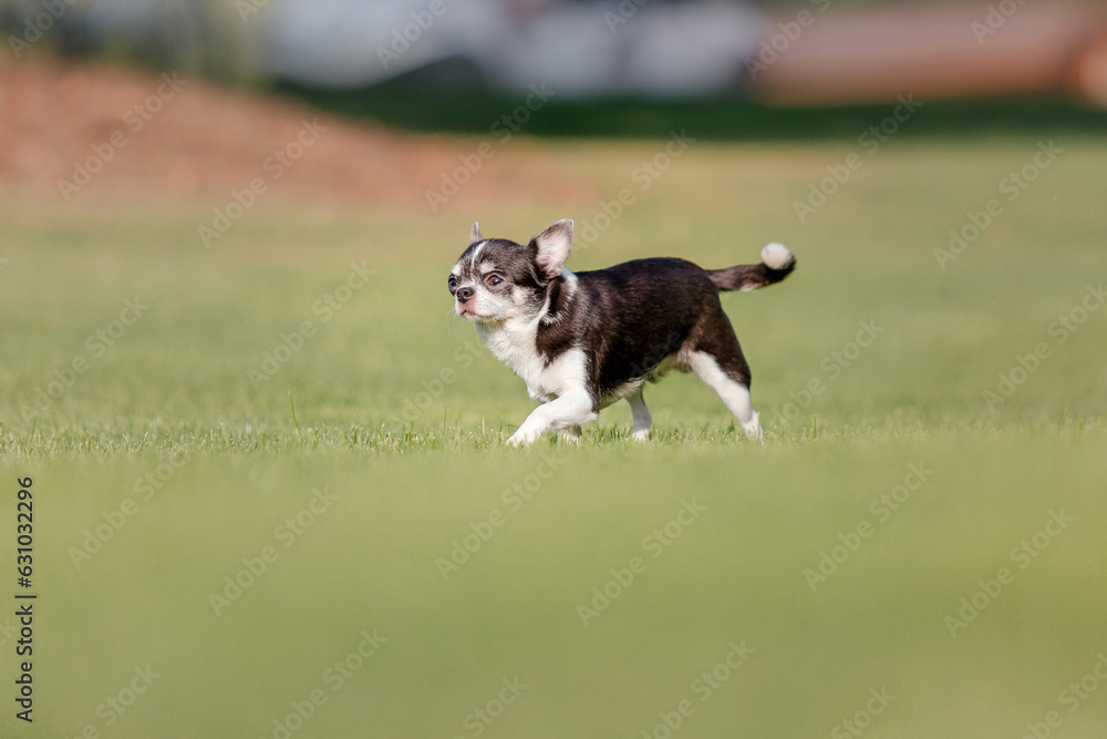 Cute chihuahua dog on green grass. Miniature dog walking outdoor