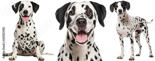 happy dalmatian dog collection (portrait, sitting, standing) isolated on a white background as transparent PNG, animal bundle photo