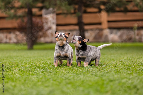 Fototapeta Naklejka Na Ścianę i Meble -  Australian cattle dog puppy outdoor. Blue heeler dog breed. Puppies on the backyard. Dog litter. Dog kennel