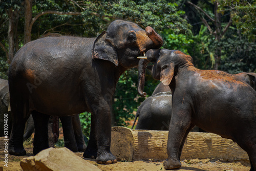 Photography elephants