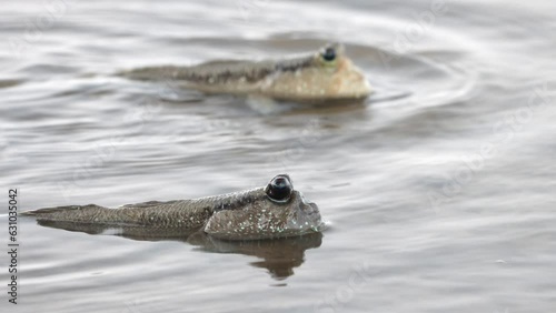 The pair of Mudskipper crawls in shallow water on shore, Thailand photo