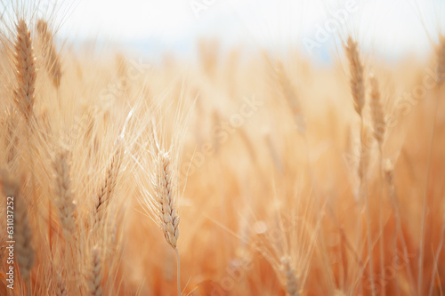 Ripe ears of wheat close up. Selective focus. © smallredgirl