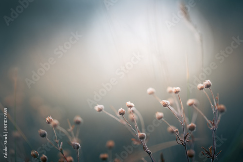 Dry grass in autumn forest at sunset. Macro image