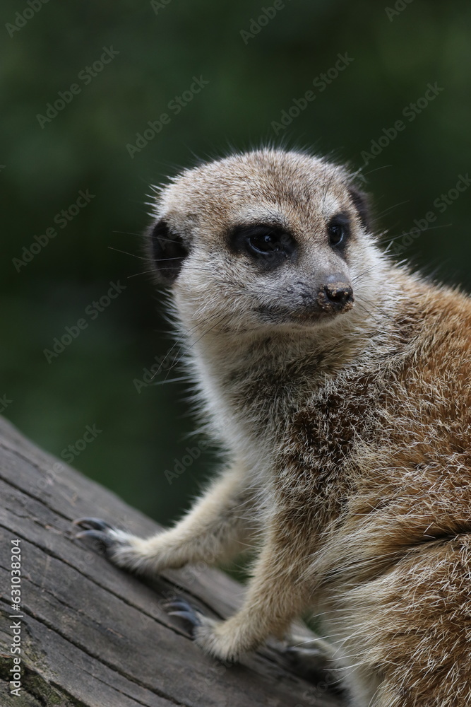 Obraz premium meerkat on guard