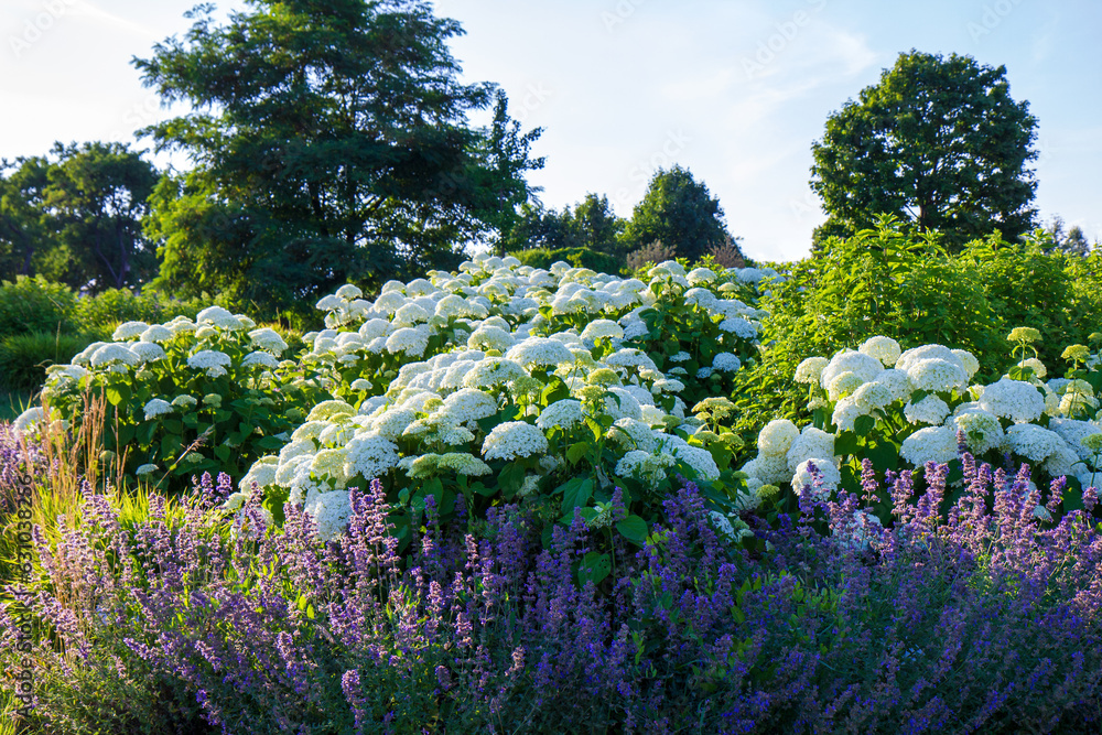 Fototapeta premium Hortensja krzewiasta (Hydrangea arborescens) kwitnąca w ogrodzie