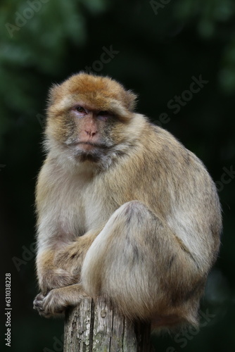 portrait of a macaque © Nienke