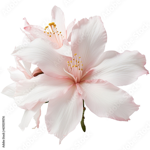 Lily flowers isolated on transparent background