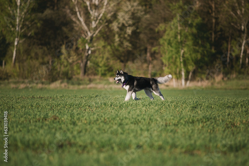  Siberian Husky dog at the sunset