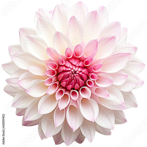White dahlia with a pink center isolated on transparent background. Generative AI