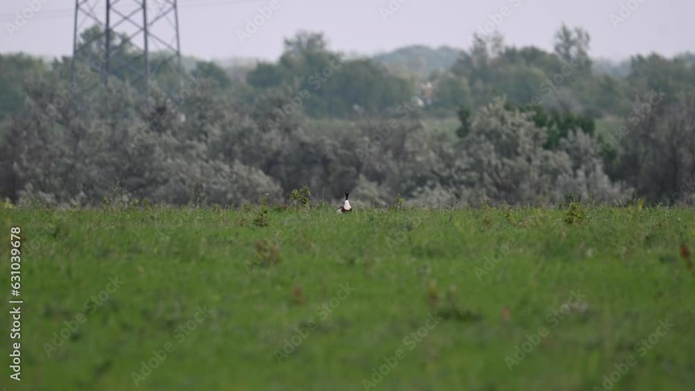 Shelduck tadorna tadorna male in the habitat. Shelduck tadorna tadorna male in the habitat.