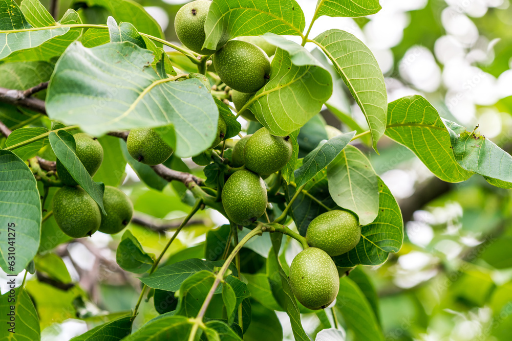 Photo of a tree filled with ripe green fruit Photo of a tree filled with ripe green fruit