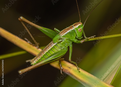 A small green grasshopper with a brown stripe crawls along grass stalks.