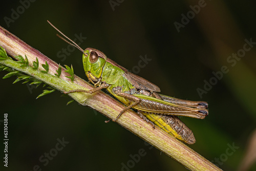 A yellow-green grasshopper sits on a stalk of grass.