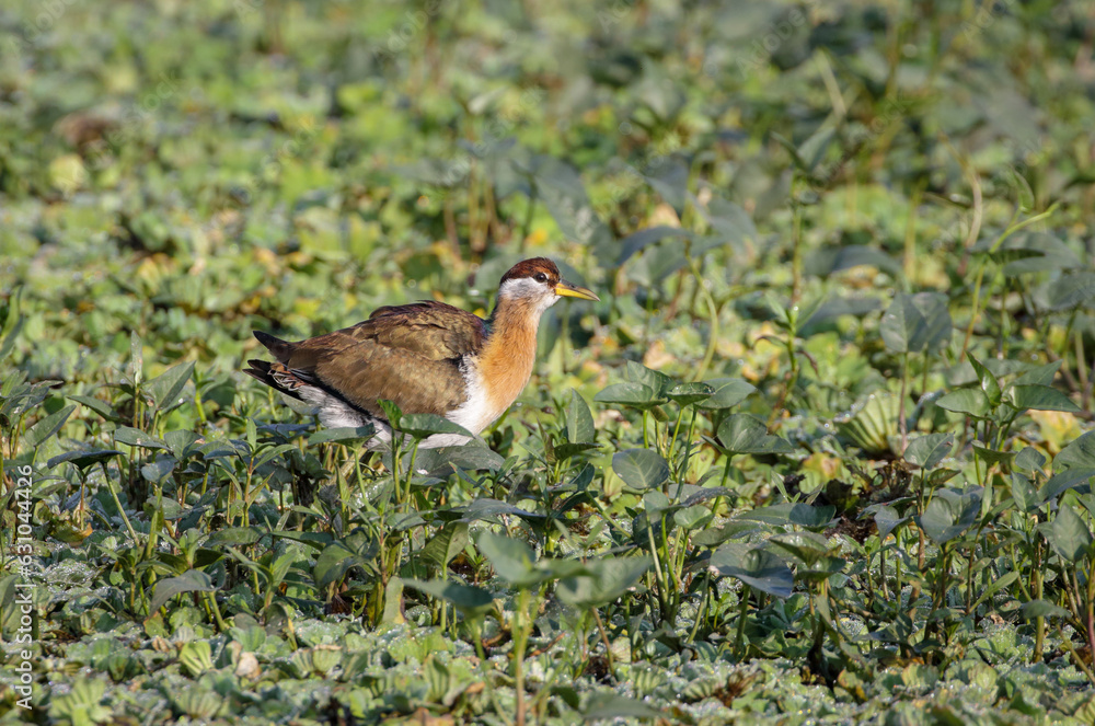 bronze-winged jacana (juvenile).bronze-winged jacana is a wader in the family Jacanidae. It is found across South and Southeast Asia 