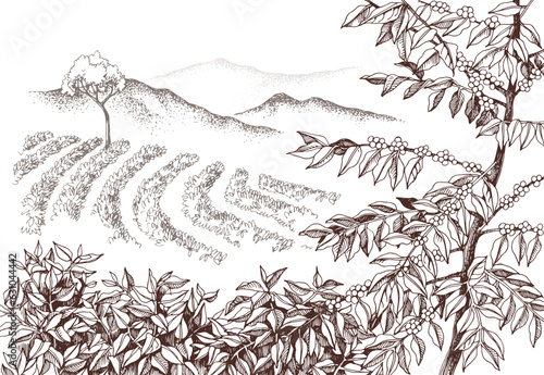 Hand drawn vector coffee plantation