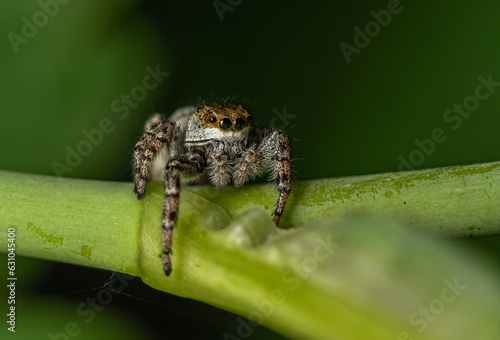 A small motley jumping spider sits on a green stalk of grass.