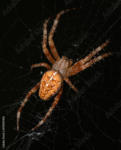 Obraz na plátně A yellow-brown spider sits in ambush in the center of the web.