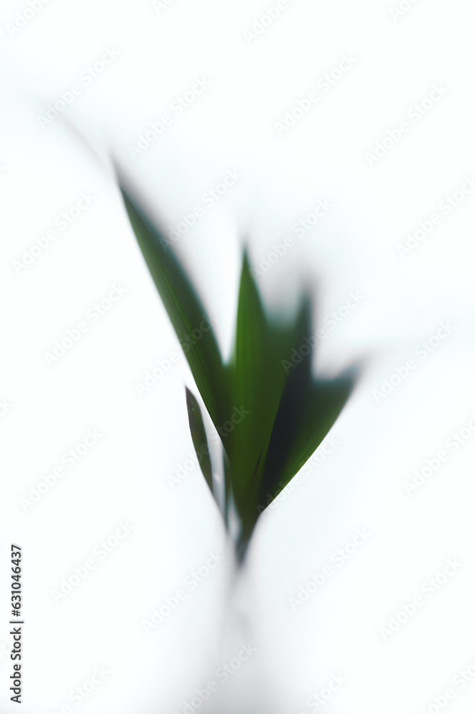 Obraz premium Palm tree leaves on a transparent matte interior wall. Abstract shadow black white coconut palm leaf shadow on a white wall Background. Blank copy space.