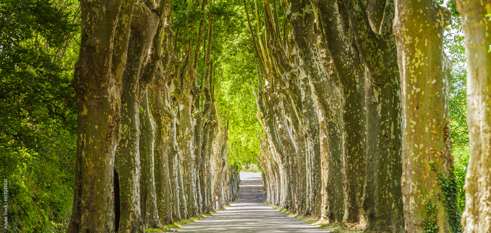Sun shining through alley trees in the forest gravel road. Idyllic ...