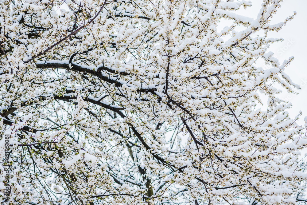 Winter flower, Cherry white blossom flowers under Snow with whit Winter flower, Cherry white blossom flowers under Snow with whit