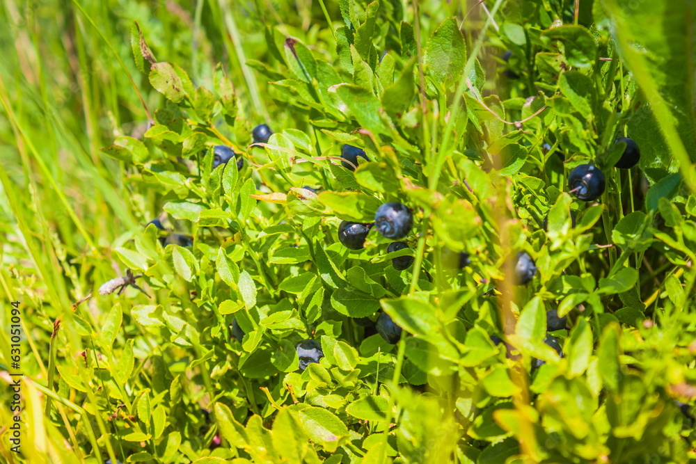 Blueberries grow in nature on a mountainside. A bush of blueberr Blueberries grow in nature on a mountainside. A bush of blueberr