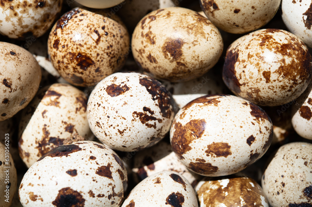 Quail eggs close up. Spotted eggshell texture. Quail eggs close up. Spotted eggshell texture.